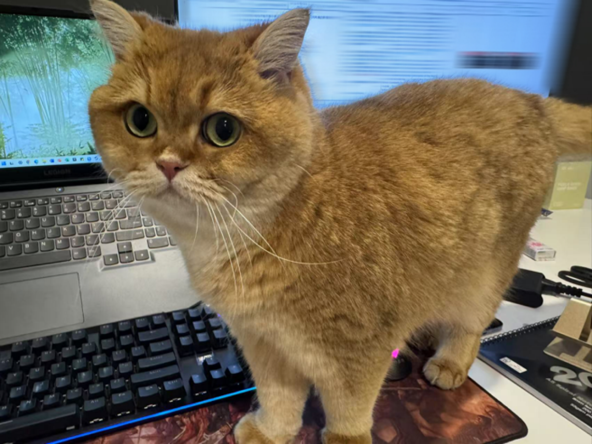 Happy the cat